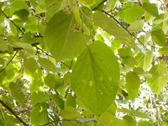 Tilia americana mexicana