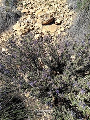 Salvia jordanii, photograph (c) Karim Haddad, some rights reserved (CC BY)