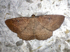 Casbia melanops