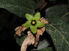 Gonolobus uniflorus