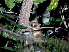 Microcebus lehilahytsara