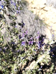 Salvia jordanii, photograph (c) Karim Haddad, some rights reserved (CC BY)
