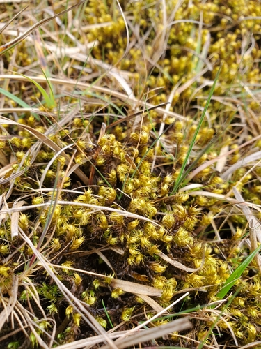 Large Hook-moss (Drepanocladus lycopodioides)