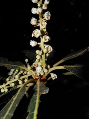 Clethra hartwegii