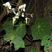 Begonia stigmosa - Photo (c) Victor Quintero F., some rights reserved (CC BY-NC), uploaded by Victor Quintero F.