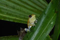 Dendropsophus manonegra