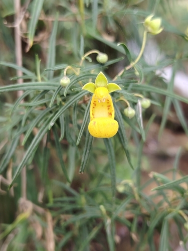 Calceolaria buchtieniana (Calceolaria buchtieniana)