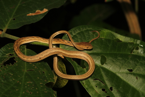 Amazon Coastal House Snake
