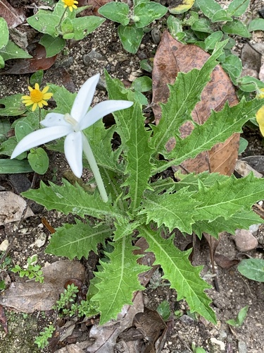 Hippobroma (Hippobroma longiflora)