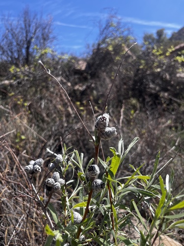Unknown species found near Red Rock Canyon National Conservation Area, Blue Diamond, NV, US