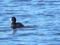 Fulica americana americana