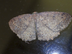 Casbia melanops