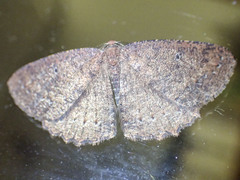 Casbia melanops