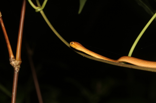 Amazon Coastal House Snake