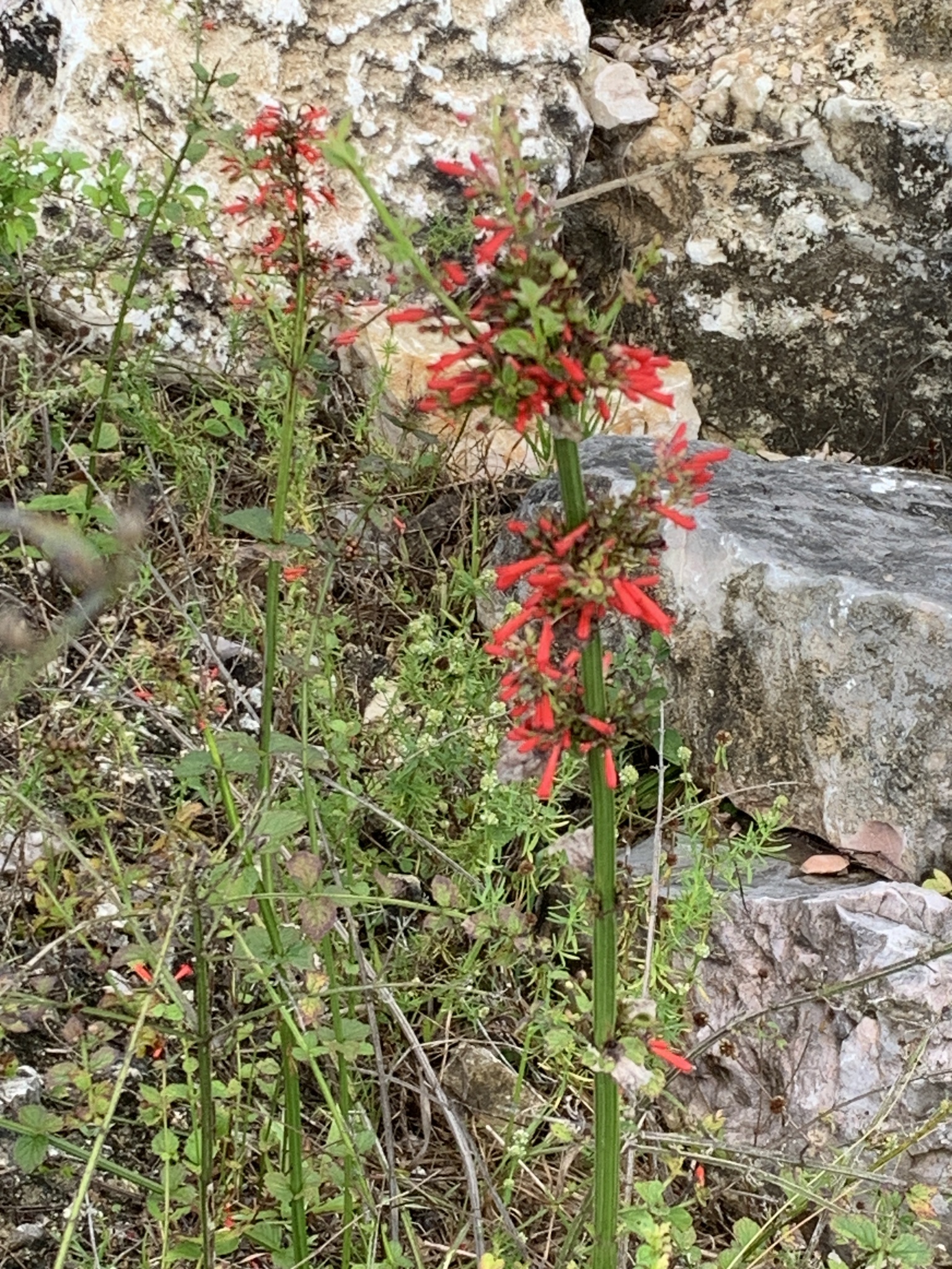Antiqua Sage (Russelia sarmentosa)