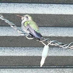 Cynanthus latirostris