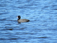 Fulica americana americana