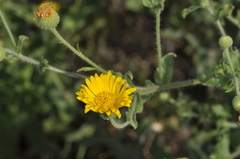 Hysterionica jasionoides, photograph (c) aacocucci, some rights reserved (CC BY)