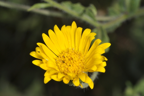 Hysterionica jasionoides, photograph 2