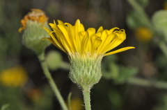 Hysterionica jasionoides, photograph (c) aacocucci, some rights reserved (CC BY)