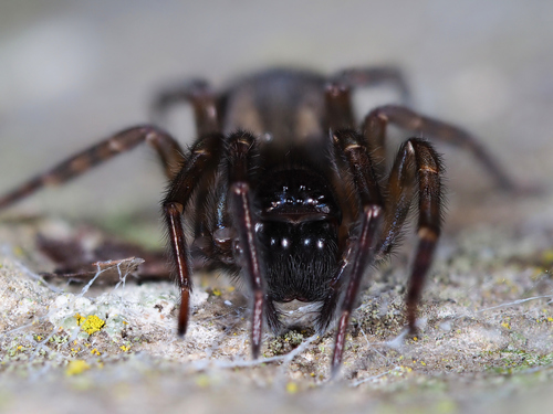 Lace-Weaver Spider