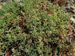 Suaeda novae-zelandiae