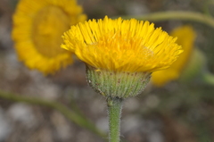 Hysterionica jasionoides