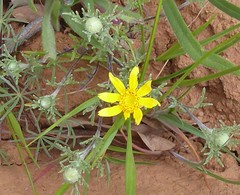 Pseudobahia heermannii