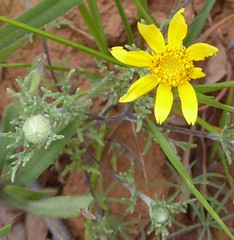 Pseudobahia heermannii