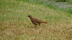 Furnarius rufus