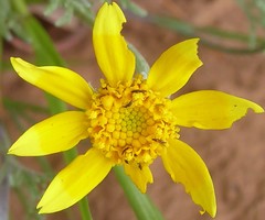 Pseudobahia heermannii