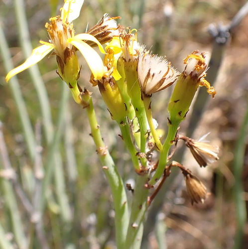Senecio junceus, photograph 6