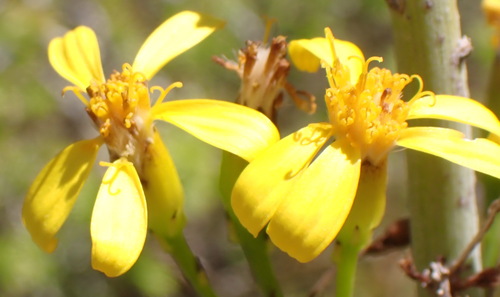 Senecio junceus, photograph 5