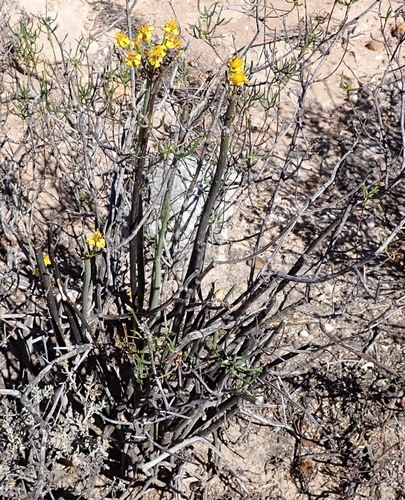 Senecio junceus, photograph 3