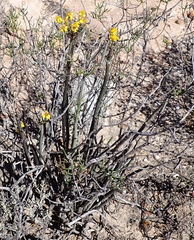 (c) Nicola van Berkel, some rights reserved (CC BY-SA) Senecio junceus, photograph (c) Nicola van Berkel, some rights reserved (CC BY-SA)