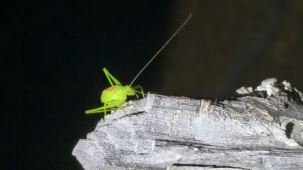 Marenestha inconspicua