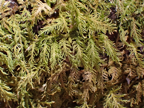 delicate fern moss (Thuidium delicatulum)