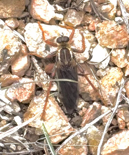Unknown species found near Sky Loop, Garden Ridge, TX, US