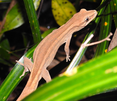 Toropuku inexpectatus