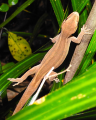 Toropuku inexpectatus