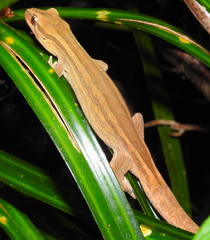 Toropuku inexpectatus