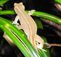 Toropuku inexpectatus