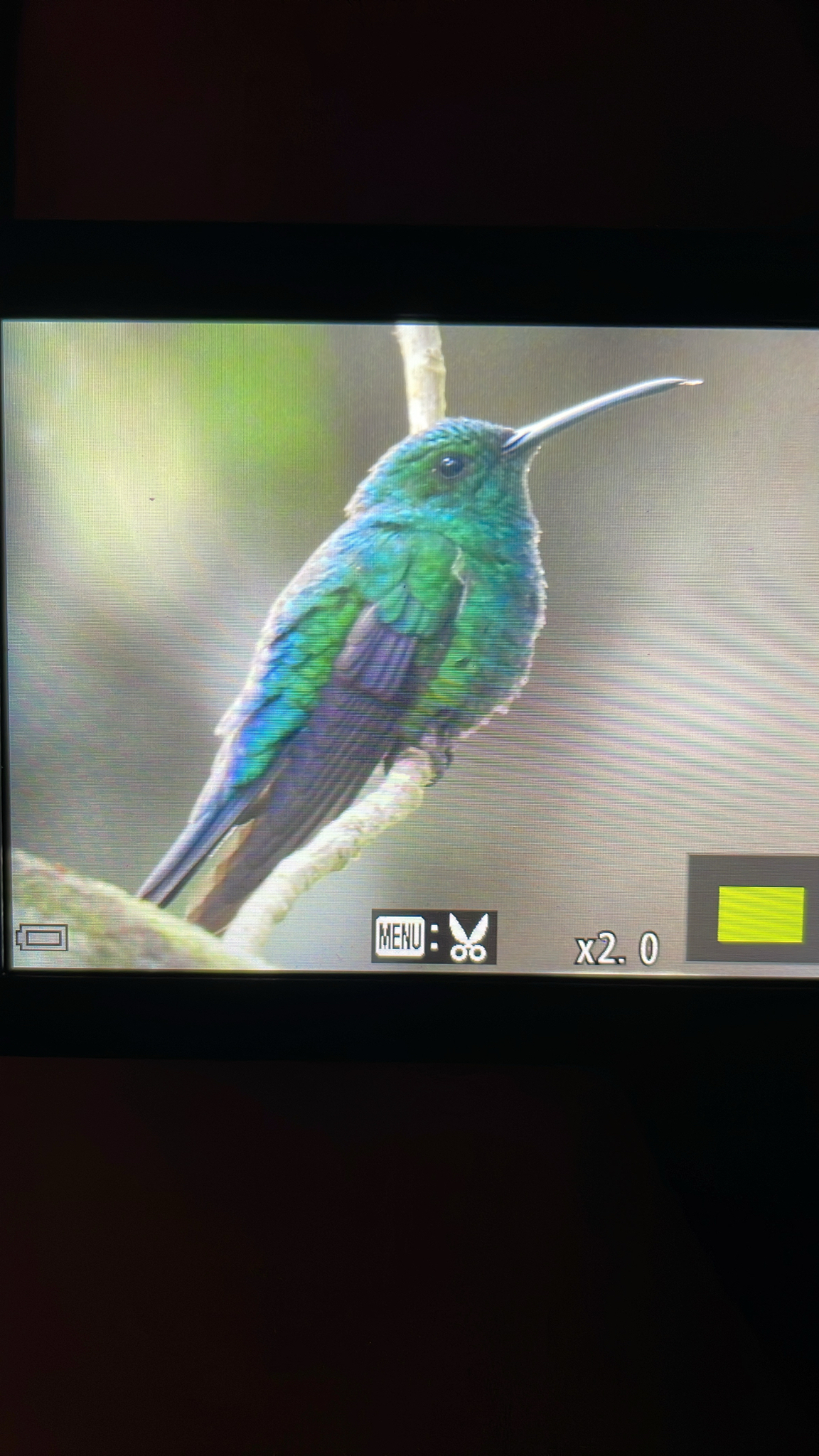 Green Mango (Anthracothorax viridis), photo 2