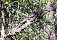 Coluber constrictor latrunculus