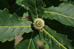 Quercus crispula
