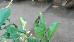 Palpada vinetorum
