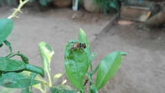 Palpada vinetorum