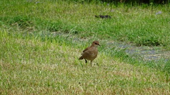 Furnarius rufus