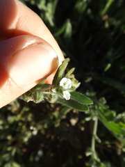 Plagiobothrys canescens