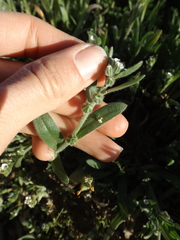 Plagiobothrys canescens